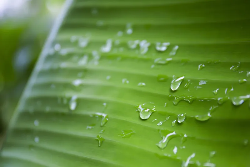 Raindrops on a green banana leaf