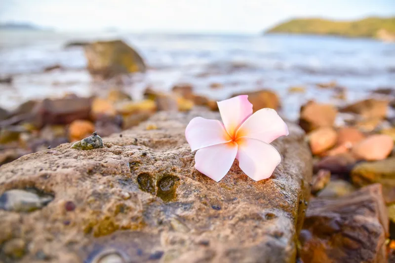 White plumeria flower resting on a rock beside the ocean